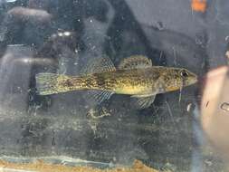 Image of Etheostoma mihileze Mayden 2010