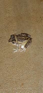 Image of Short-footed Frog