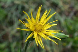 Image of Pseudopodospermum strictum (Hornem.) Zaika, Sukhor & N. Kilian