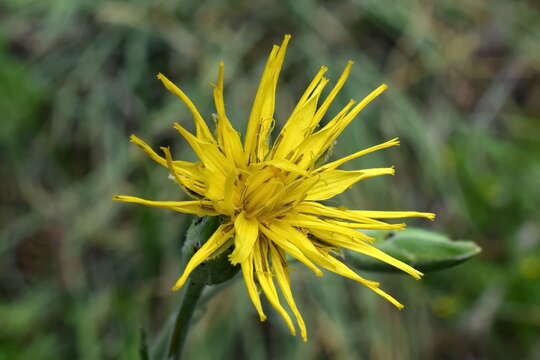 Pseudopodospermum strictum (Hornem.) Zaika, Sukhor & N. Kilian resmi