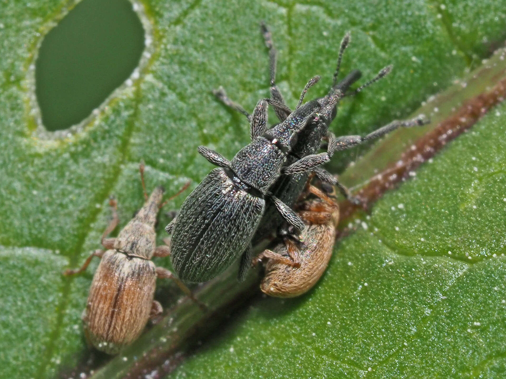 Image of Apionidae