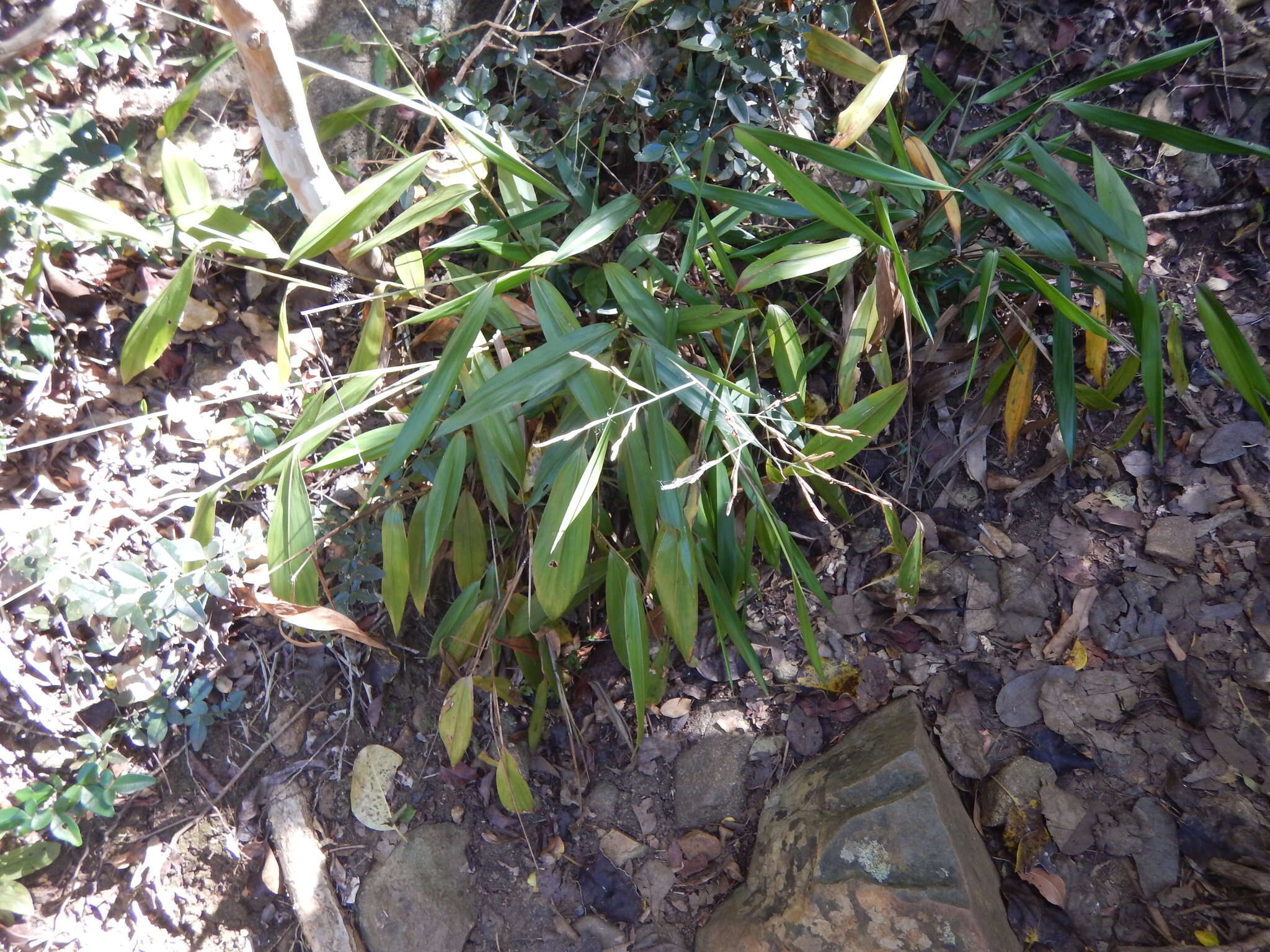 Image of Cape Francais Stalk Grass