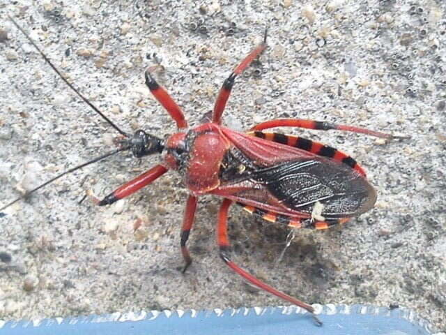 صورة Rhynocoris iracundus (Poda 1761)