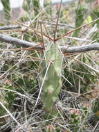 Image of Big Bend pricklypear