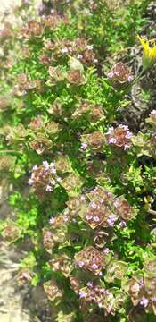 Image of Camphor Thyme