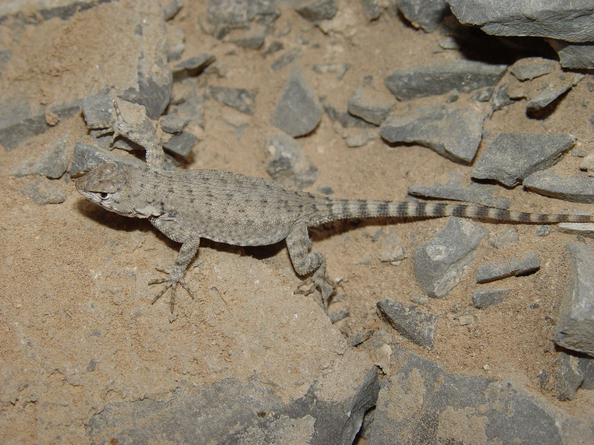Image of Ballinger’s Canyon Lizard