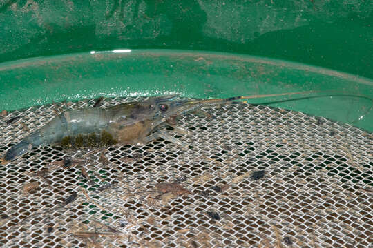 Image of bristled river shrimp