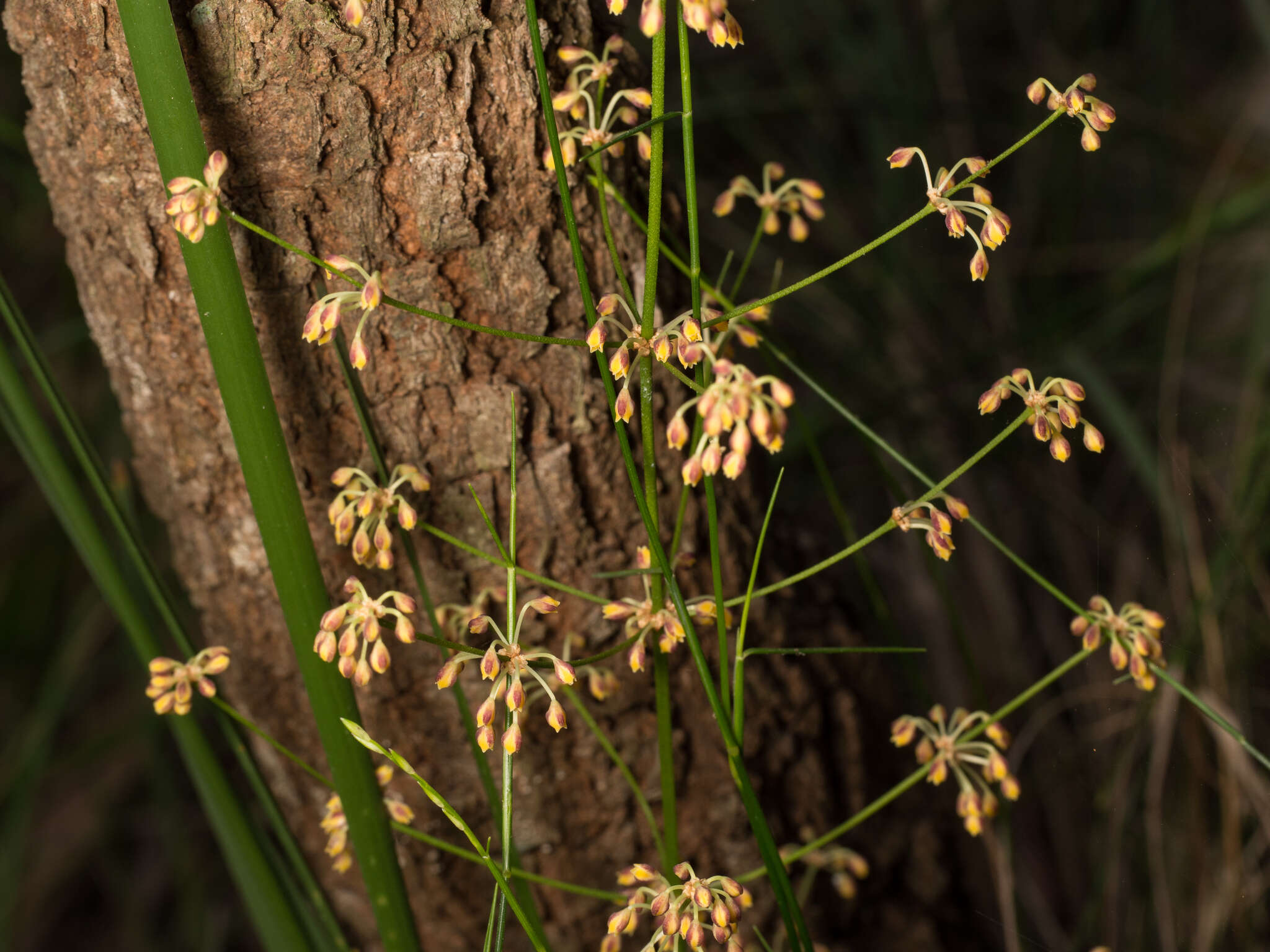 Image de Lomandra multiflora subsp. multiflora