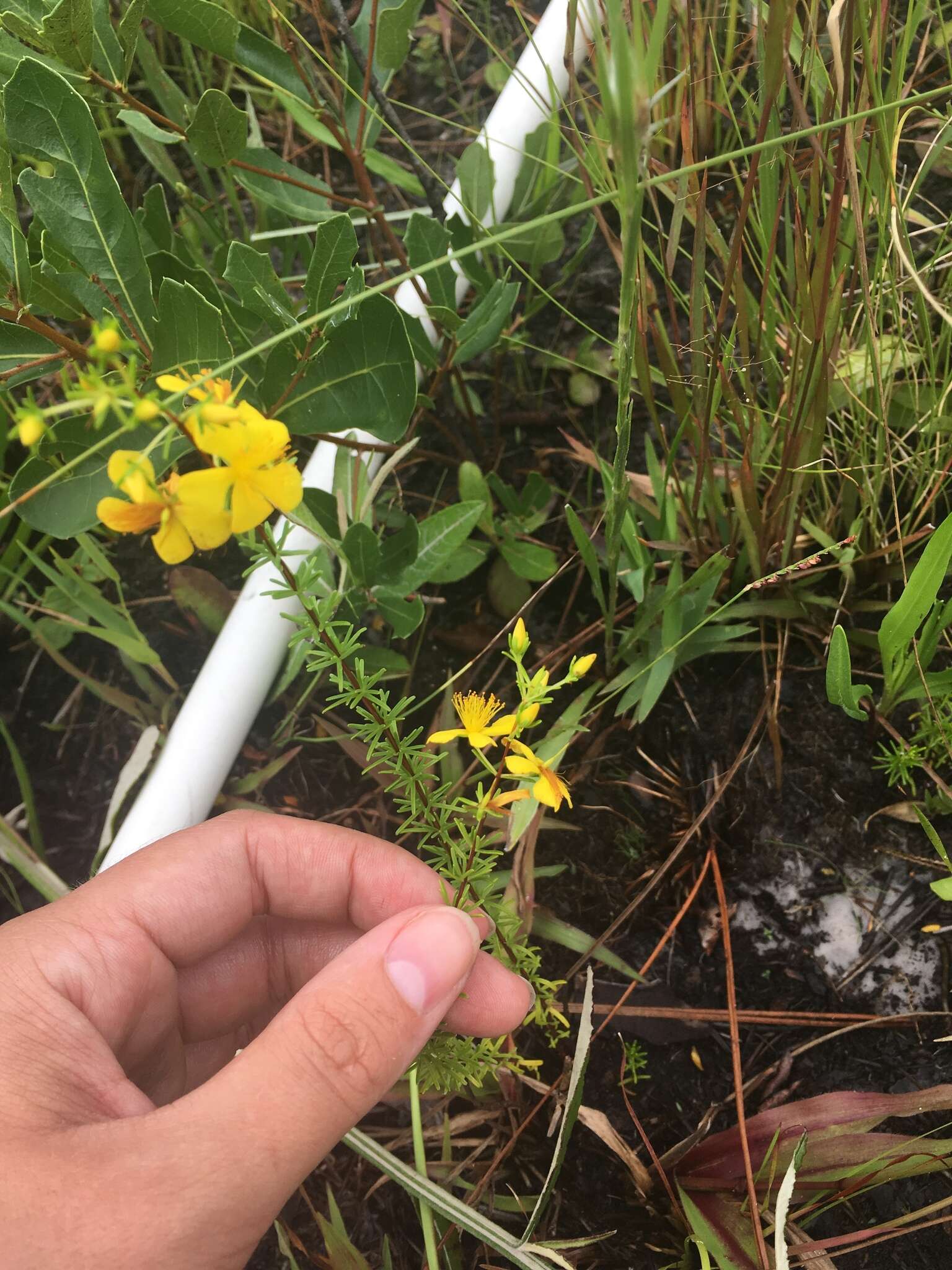 Image of Atlantic St. John's-Wort