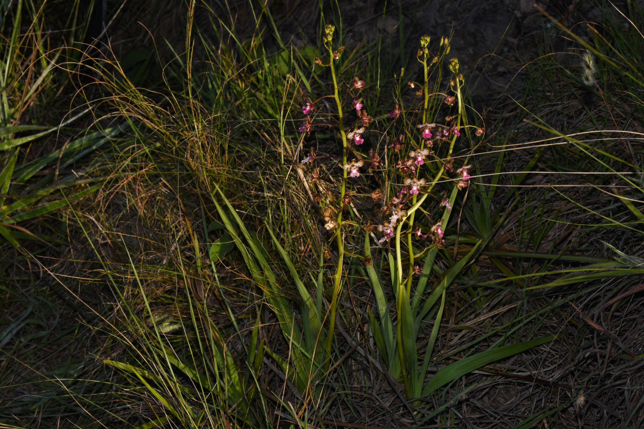 Image of Cyrtopodium brandonianum Barb. Rodr.