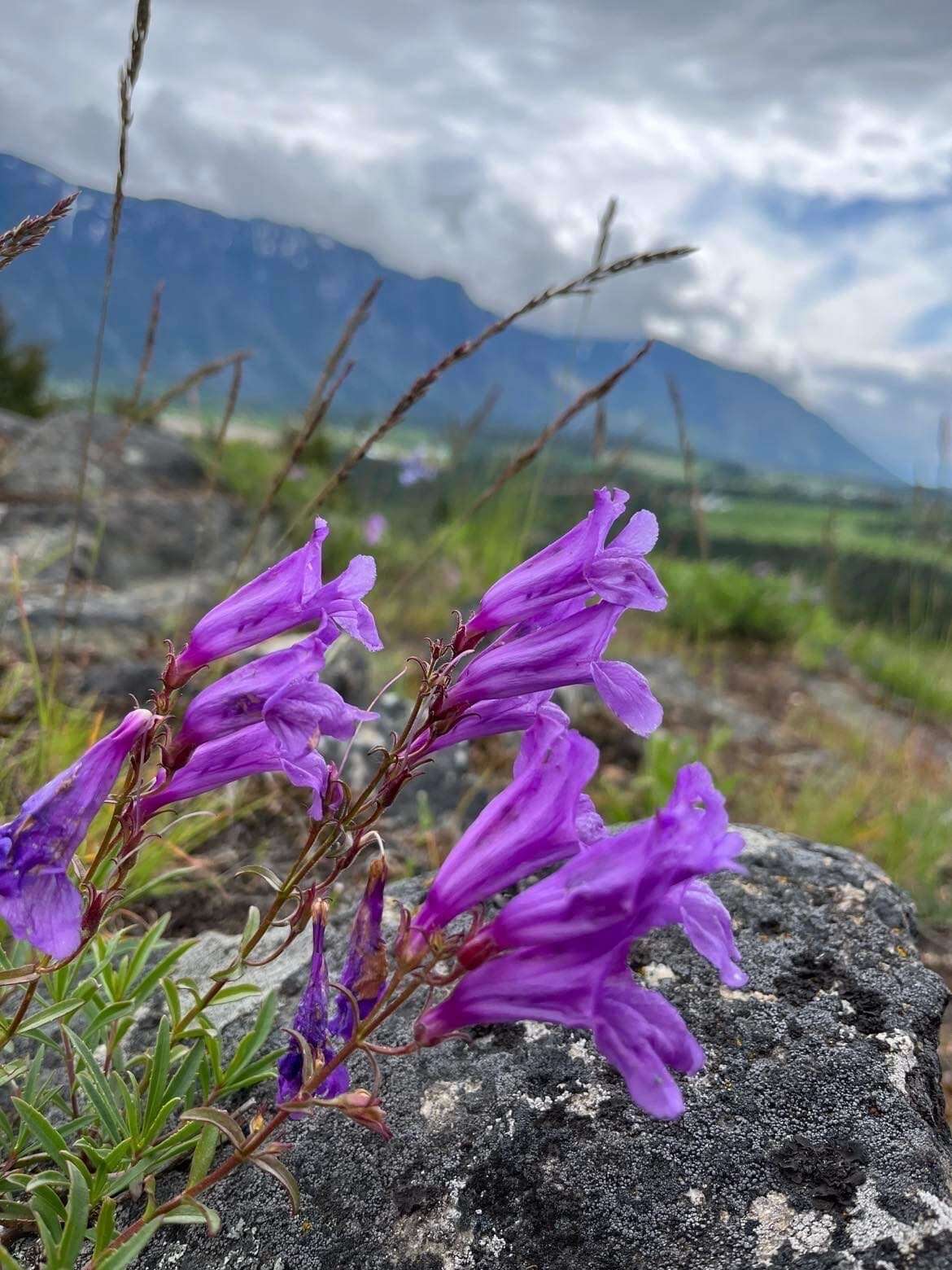 Слика од Penstemon fruticosus var. scouleri (Lindl.) Cronq.