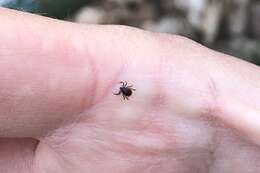 Image of Common sheep tick