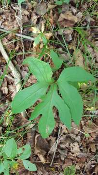 Image of gall of the earth