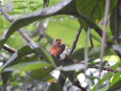 Image of <i>Onychorhynchus coronatus swainsoni</i>