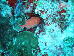 Image of Immaculate Squirrelfish