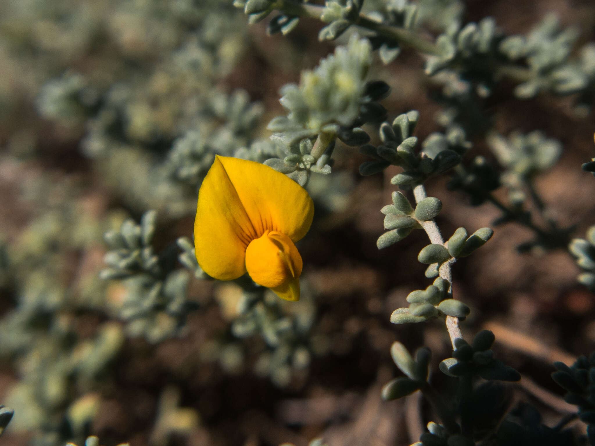 Image of Lotus glaucus Sol.