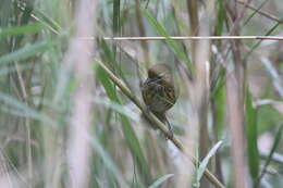 Image of Marsh Babbler