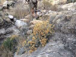 Image of Ericameria nauseosa var. texensis (L. C. Anderson) G. L. Nesom & G. I. Baird