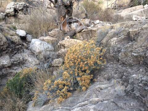 Image of Ericameria nauseosa var. texensis (L. C. Anderson) G. L. Nesom & G. I. Baird