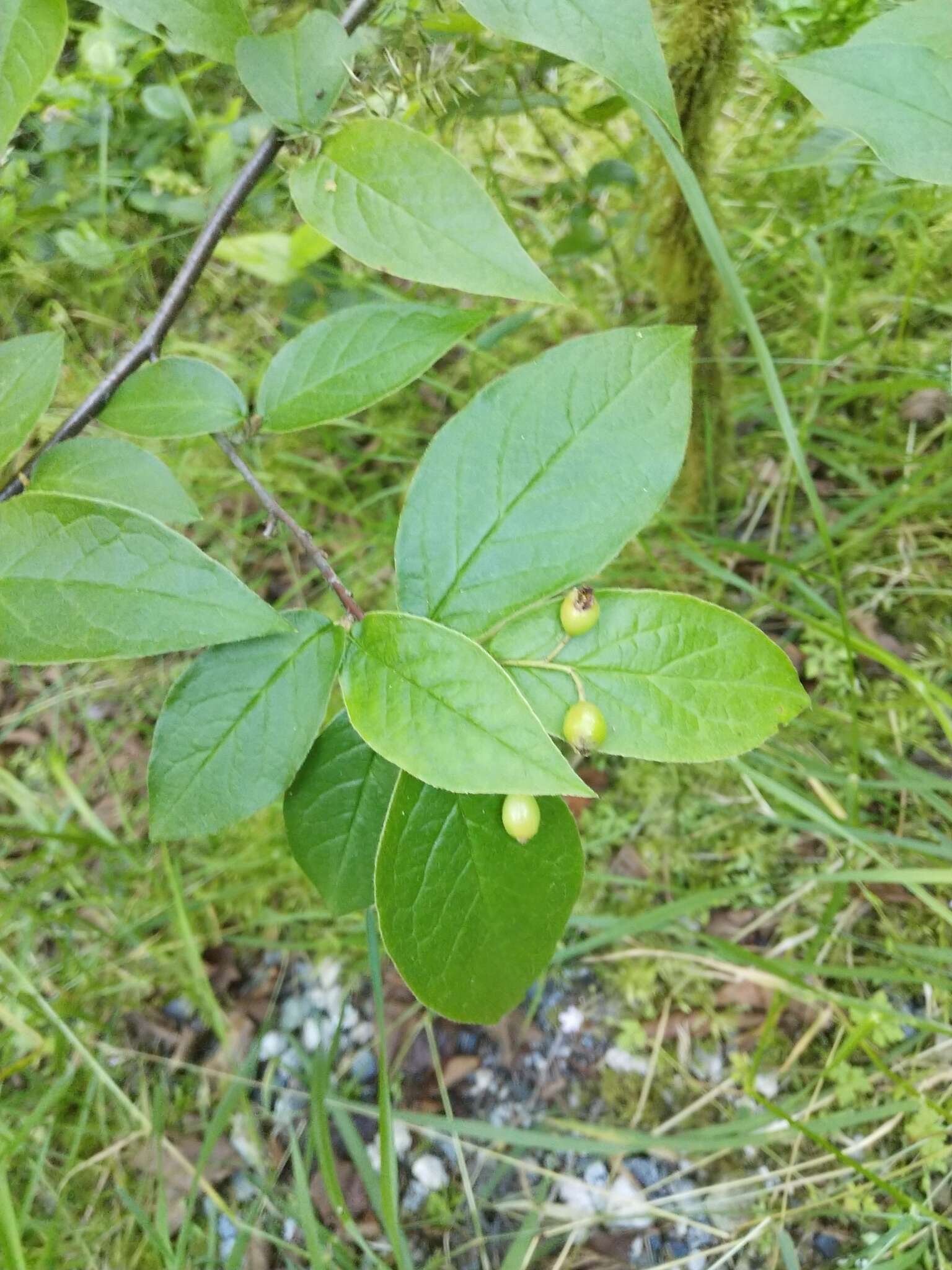 Image of hollyberry cotoneaster