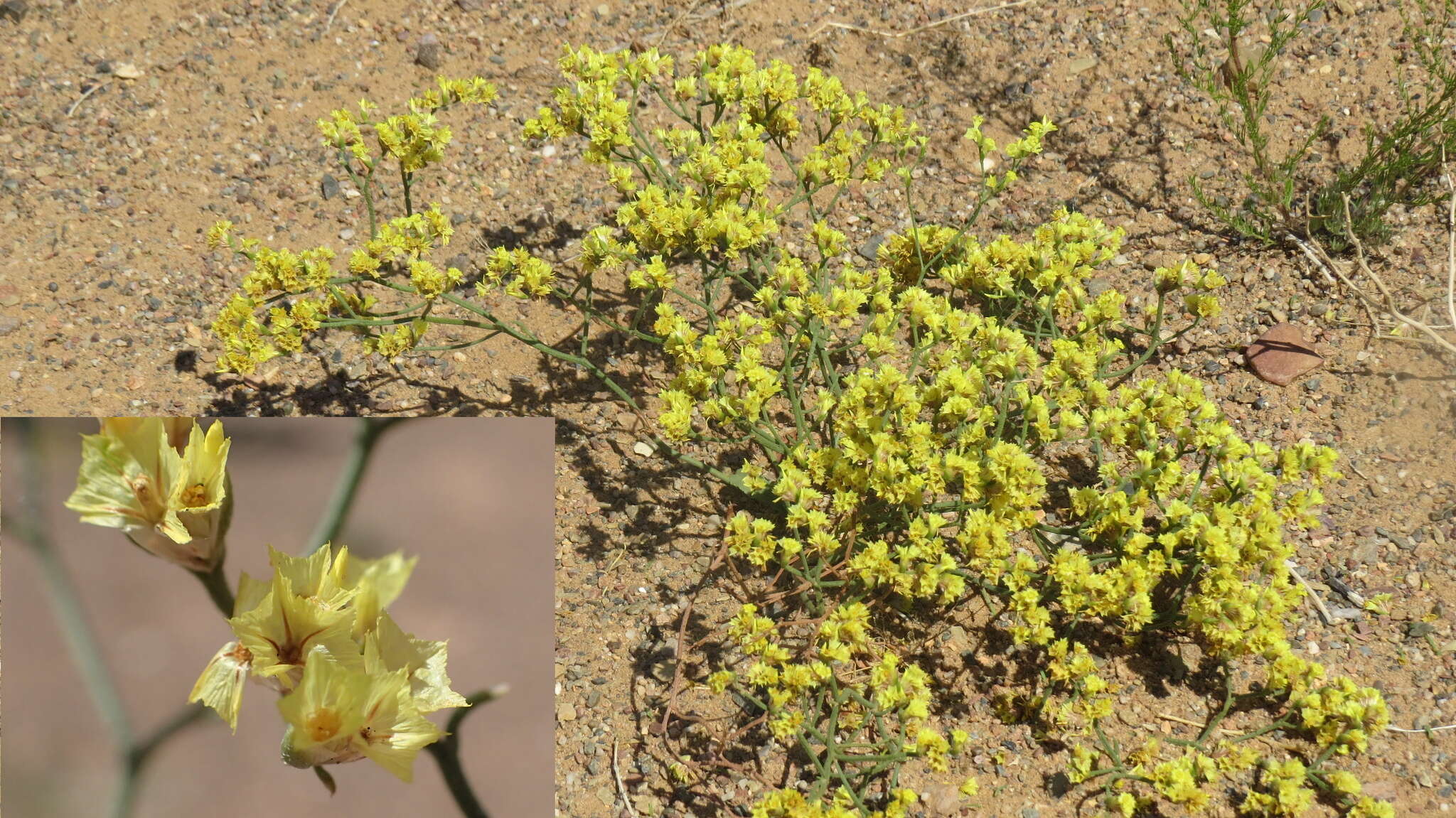 Image de Limonium aureum (L.) Hill