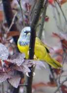 Image of MacGillivray's Warbler