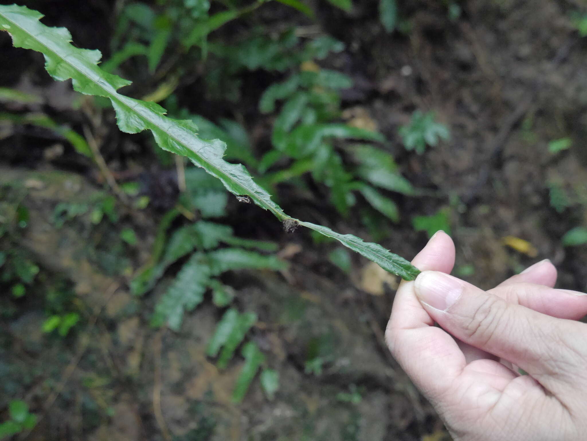 Plancia ëd Bolbitis subcordata (Copel.) Ching