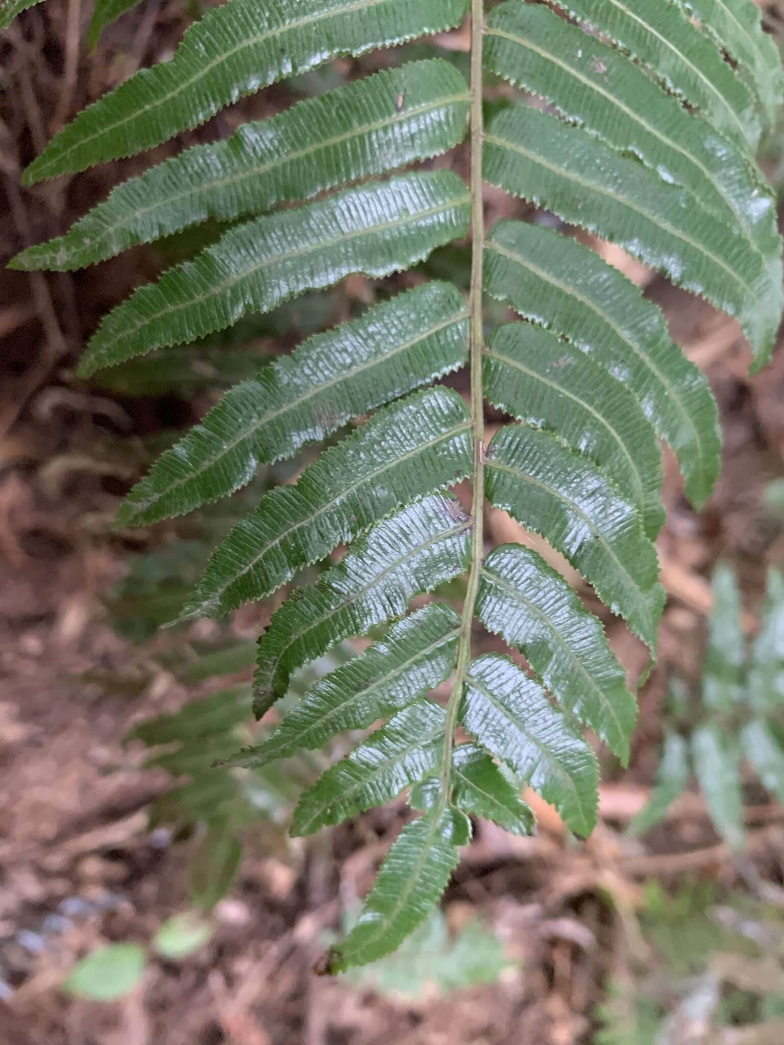 Image of Plagiogyria glauca (Bl.) Mett.