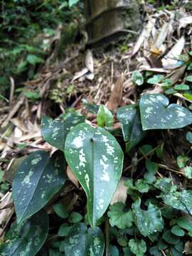 Image of Asarum hypogynum Hayata