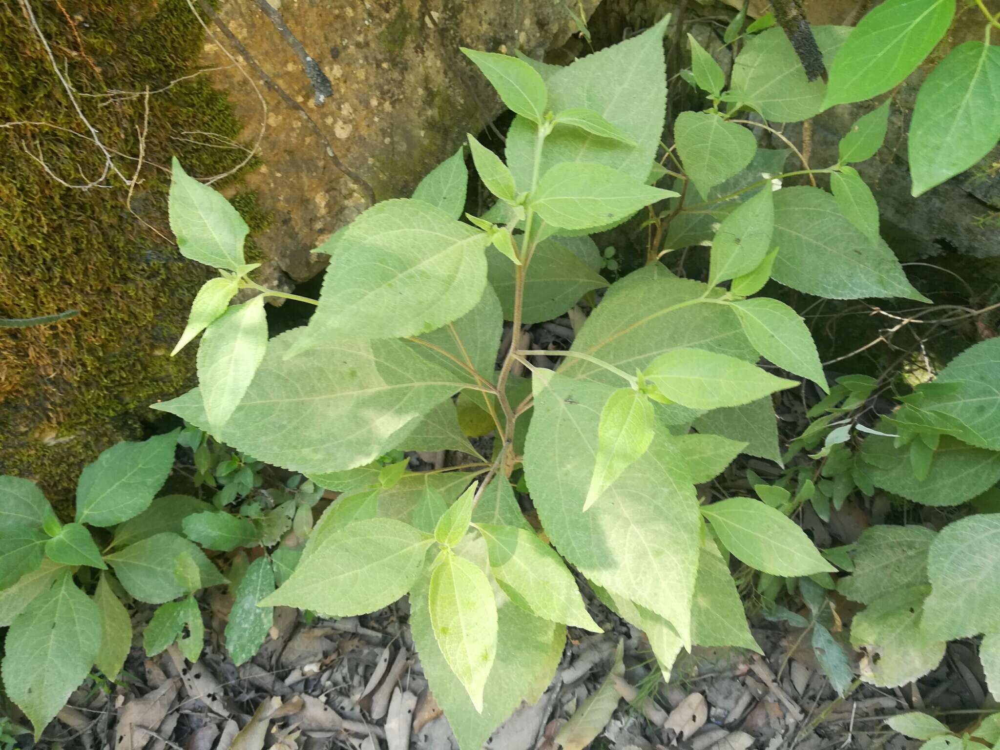 Image of Greenmaniella resinosa (S. Wats.) Sharp