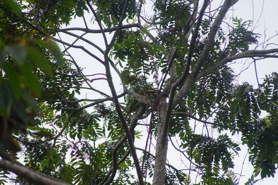 Image of Emerald Toucanet