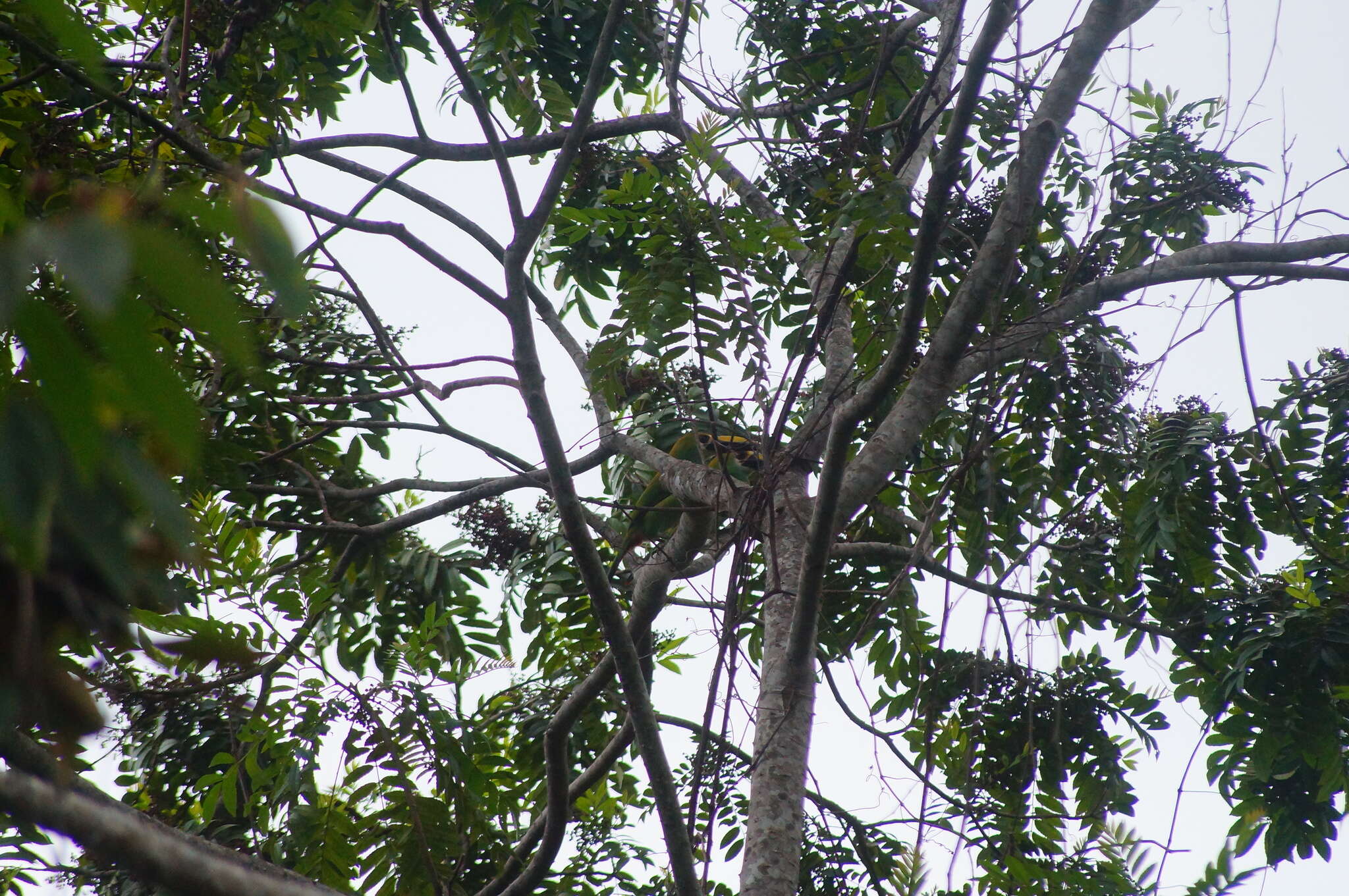 Image de Toucanet émeraude