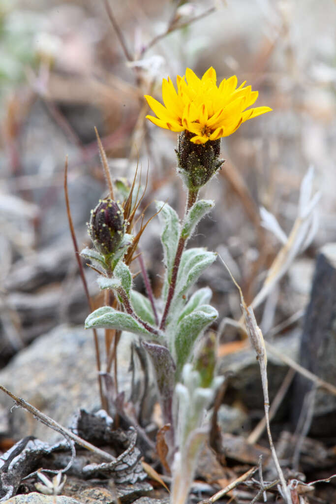 Plancia ëd Lessingia tenuis (A. Gray) Coville