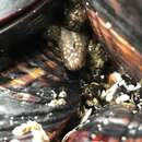 Image of tar spot sea cucumber