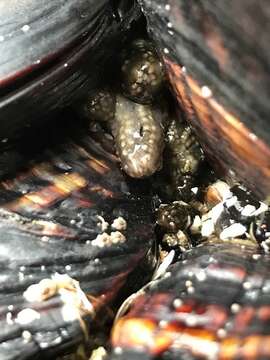 Image of tar spot sea cucumber