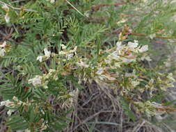 Image of looseflower milkvetch