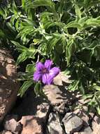 Sivun Ruellia californica subsp. californica kuva