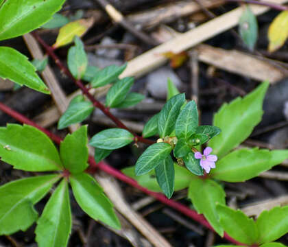 Cuphea strigulosa Kunth的圖片