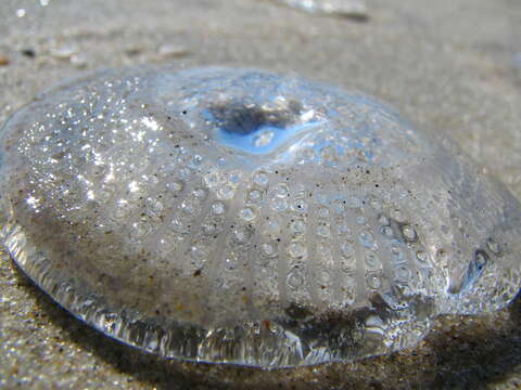 Imagem de Rhacostoma atlanticum L. Agassiz 1851