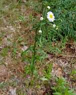 Image of <i>Erigeron <i>strigosus</i></i> var. strigosus