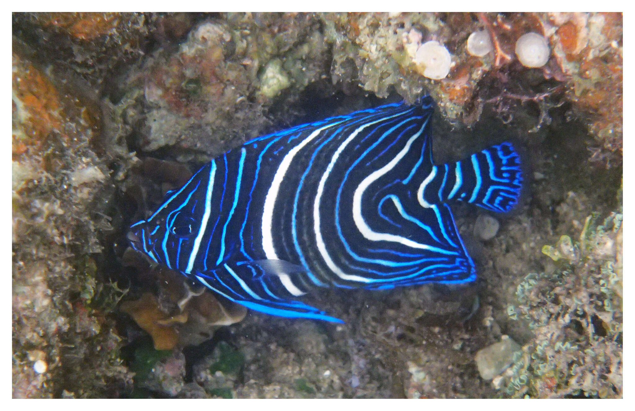 Image of Half-circled Angelfish