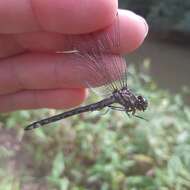 Image of Riverine Clubtail