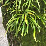 Image of Weeping Fern