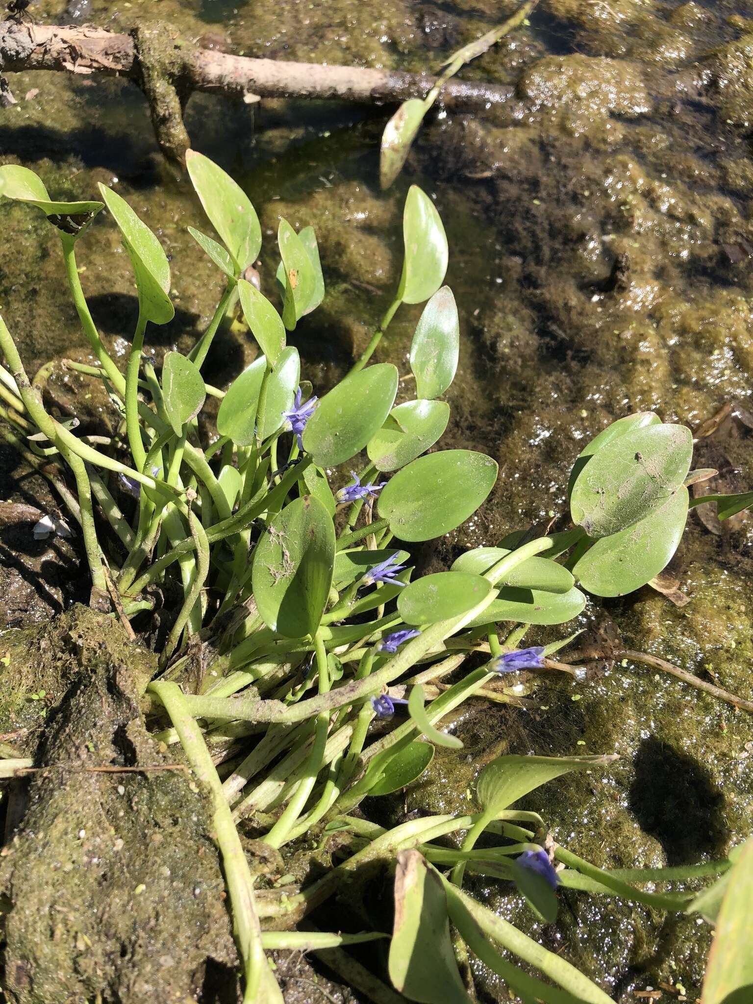 Image de Heteranthera rotundifolia (Kunth) Griseb.