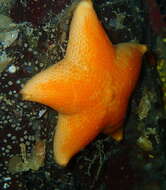 Image of Tesselated slime star