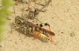 Image of Mottled Sand Grasshopper