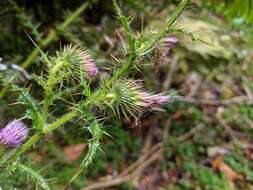 Imagem de Cirsium ferum