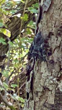 Image of Aholibah Underwing