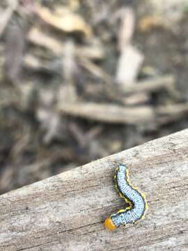 Image of Cross-striped Cabbageworm