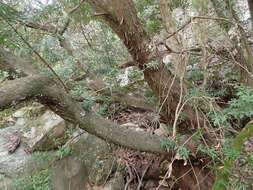 Image of Breede River Yellowwood